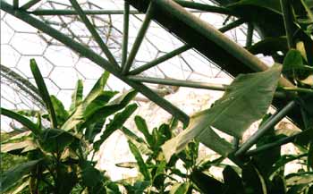 The Eden Project: young palm fronds contrast with the metal and plastic of the geodesic dome